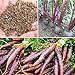 Rosepoem 500pcs drago viola carota Semi Heirloom fai da te giardino Semi orticoltura nuovo 2024
