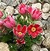 Semi di fiore di Pasqua rossa - Anemone pulsatilla nuovo 2024