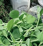 foto Germogli di pisello di zucchero - la parte piu gustosa della pianta - Baby Leaf - semi, miglior prezzo EUR 2,62, bestseller 2024
