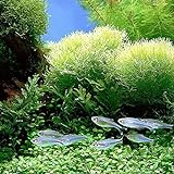 foto quanjucheer 1000PCS acquario pianta semi misti semi di erba acqua erba subacquea Decor Foreground, miglior prezzo EUR 2,70, bestseller 2024
