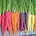 300pcs carota Semi 100% del seme reale Delicious dolce e semi di ortaggi sani carota giardino della casa Impianto misto libero nuovo 2024