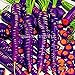 300PCS / bag Drago viola di semi di carota ginseng anti-aging nutriente Bonsai piante Semi per la casa e il giardino nuovo 2024