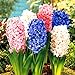 300 pz/borsa semi di Giacinto Perenne semi di fiori rari (non bulbo di giacinto) Holland fiore idroponica per la casa e giardino nuovo 2024