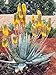 Pinkdose 30Pcs Rare pianta Gigante del Succulent Cactus Piante commestibili Piante di Bellezza Erbe Piante da Giardino perenne fioritura: 10 nuovo 2024