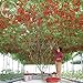 Heirloom gigante pomodoro Albero, 100 semi, sano deliziosa nutriente frutti commestibili E3617 nuovo 2024