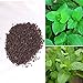 BigFamily 1000 pezzi di menta piperita rara semi di erbe menta balsamo foglie di menta viridis nuovo 2024