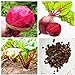 SEMI PLAT FIRM-Vendita calda Barbabietola Seed Vulgaris di verdure Seed Bulk semi di barbabietole non-OGM Heirloom Bonsai Casa Giardino 50 Pz nuovo 2024