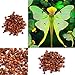 Ncient 100 Semi Sementi di Orchidea Phalaenopsis Rare Orchid Flower Seeds Semi di Fiori Rari Pianta Profumati per Orto Giardino Balcone Interni ed Esterni nuovo 2024