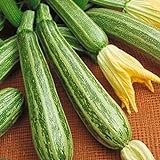 foto Zucchino lungo Fiorentino (Semente), miglior prezzo EUR 1,10, bestseller 2024