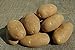 SEED POTATOES - 1 lb. Russet Nugget * Organic Grown * Non GMO * Virus & Chemical Free * Ready for Spring Planting * new 2022