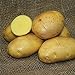 SEED POTATOES - 1 lb German Butterball * Organic Grown * Non GMO * Virus & Chemical Free * Ready for Spring Planting * new 2022