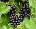 Seeds and Farms 25 Black Muscadine Grape Seeds new 2022
