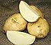 5 lb. SEED POTATOES - Kennebec Russet - Organic - ORDER NOW for FALL PLANTING new 2022