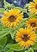 David's Garden Seeds Sunflower Santa Lucia FY9221 (Yellow) 100 Open Pollinated Seeds new 2022