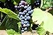 Baco Noir Wine Grape Vine - Plantable Year-Round new 2022