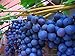 American Juice Table Grape 10 Seeds UPC 648620997661 + 1 Plant Marker Juice Jelly Grape new 2022