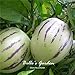 20pcs Pepino Seeds Solanum Muricatum Melon Pear Fruit Seeds Home Garden Bonsai Plant DIY new 2022