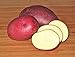 SEED POTATOES - 1 lb. Red Cloud * Organic Grown * Non GMO * Virus & Chemical Free * Ready for Spring Planting * new 2022