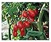 David's Garden Seeds Tomato Grape Red Pearl QX6671 (Red) 25 Non-GMO, Organic Seeds new 2022