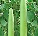 15 x Calabash Long Squash/Melon Seeds, Opo Bottle Gourd, Lagenaria siceraria, Also known as: po gua, poo gua, kwa kwa, dudhi, hu gua, hu lu gua, opo squash - 90-105 Days - By MySeeds.Co new 2022