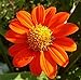 Mexican Sunflower Flower Seeds,100+ Premium Heirloom Seeds, (Tithonia rotundifolia), Isla's Garden Seeds, 90% Germination Rates, Highest Quality Seeds new 2022