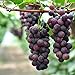 New Mixed Sweet Seedless Grape Fruits, 15+ seeds new 2022