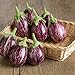 David's Garden Seeds Eggplant Calliope NW3527 (Purple) 25 Non-GMO, Hybrid Seeds new 2022