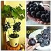 50/bag grape seeds bonsai fruit black grape seeds Dwarf grapes tree easy grow Japanese Dwarf fruit for home garden planting new 2022