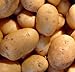 SEED POTATOES - 1 lb. Charlotte * Organic Grown * Non GMO * Virus & Chemical Free * Ready for Spring Planting * new 2022