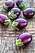 Portal Cool Mini Bambino Eggplant 10 Seeds, Heirloom, Dwarf Plants, Never Bitter Fruits, Harves new 2022