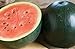 David's Garden Seeds Fruit Watermelon Sugar Baby D476QA (Red) 50 Non-GMO, Heirloom Seeds new 2022