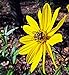 250 Seeds of Helianthus angustifolius, Swamp Sunflower new 2022