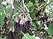 Little Fingers Eggplant Seeds - VERY Tasty!!! Huge Yields!!! ..!!!(25 - Seeds) new 2022