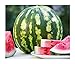 David's Garden Seeds Fruit Watermelon Crimson Sweet OS2133 (Red) 50 Non-GMO, Heirloom Seeds new 2022