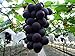 Organic 5 Seeds Taiwan Kyoho Grapes Seeds Rare Deep Purple Sweet Vine Plant Seeds new 2022