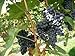 Vitis vinifera Merlot WINE GRAPE Seeds! new 2022
