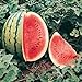 Crimson Sweet Watermelon - 80 Seeds new 2022