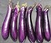 David's Garden Seeds Eggplant Purple Shine 9162 (Purple) 50 Non-GMO, Hybrid Seeds new 2022