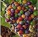 New Rainbow Grape Vine 50+ Seeds new 2022