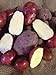 Seed Potato, Red Lasoda, (5 Lbs.), Certified Minnesota Grown Red Lasoda new 2022
