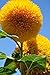 Sunflower Seeds 20/Pack (Helianthus annus) Organic Non-GMO Home Garden Sunny Sun Flower Seeds Open Pollinated Seeds for Planting (Teddy Bear Sunflower) new 2022