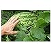 Potomac Banks Carolina Cross Giant Watermelon Seeds, 25 Count (Comes with Free How to Live Stress Free Ebook) new 2022