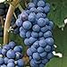 Heirloom Concord Grape Certified 10 Seeds #32009 Item UPC#637632549050 new 2022