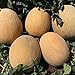 NIKITOVKASeeds - Melon Ananas - 40 Seeds - Organically Grown - NON GMO new 2022