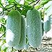 Winter Melon Seeds 10g Wax Gourd Hairy Round Tong Qwa Garden Vegetable Organic Chinese Green Fresh Climbing Herb Seeds for Planting Outdoor for Cooking Dish Soup new 2022
