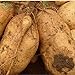 Brand New! Vegetable seeds Sweet potatoes Sweet Potato, Batata Mameya by Prorganics Farm garden 20pcs seeds of hope new 2022
