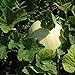 Honeydew Seeds - Green Flesh - Heirloom - Liliana's Garden new 2022