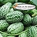 Cucamelon Seeds (75+ Pack) Mexican Sour Gherkin Mini Watermelon Non-GMO Heirloom Seeds by PowerGrow Systems new 2022