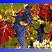 New Rare French Cabernet Sauvignon Grape Bush Organic Seeds, Professional Pack, 15+ Seeds / Pack new 2022