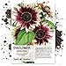 Seed Needs, Cherry Rose Sunflower (Helianthus annuus) 50 Seeds new 2022